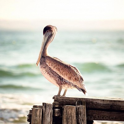 East Beach Biloxi, Mississippi